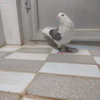 پرشی|بدلیجات|فردوس (خراسان), |دیوار