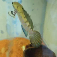 ماهی چانا بلو پالچرا فول گارد