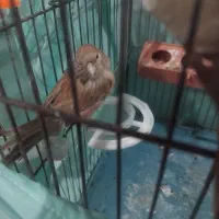 قناری ماده اماده