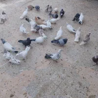سلام سی و پنج عدد کبوتر به فروش می رسد قیمت روی د