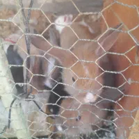 بچه خرگوش لوپ