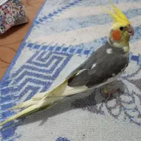 پرنده گم شده