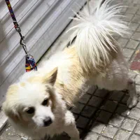 سگ پا کوتاه|سگ|دورود, |دیوار