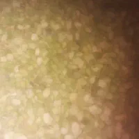 باغله سبز خشک