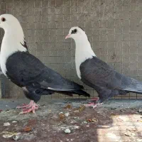 کله سفید