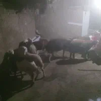 گوسفند افشار پلنگی|حیوانات مزرعه|کنگاور, |دیوار