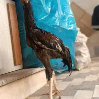 نوچه لاری هفت ماهه معاوضه با کفتر|حیوانات مزرعه|قم, ولیعصر|دیوار