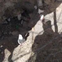 کبوترطوقی جفتی دوملیون