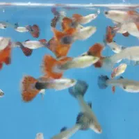 گوپی ، آنجل ، کالر ، زبرا ، لجنخوار