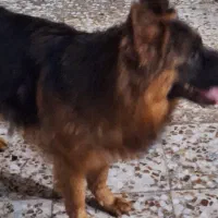 فروش ژرمن|سگ|شیراز, زرهی|دیوار