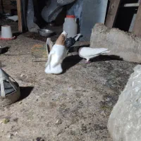 ی جفت طوقی آس|پرنده|مشهد, چهارچشمه|دیوار