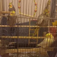 عروس هلندی ۶عددباقفس