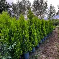 فروش گیاهان ممتاز و زینتی لاوسون،یاس هلندی وشمشاد|خدمات باغبانی و درختکاری|تنکابن, |دیوار