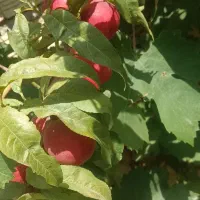 فروش ویژه نهال پاییزی