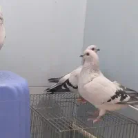 کبوتر شامی|پرنده|آذرشهر, |دیوار