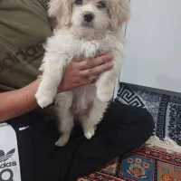 سگ شیتزو