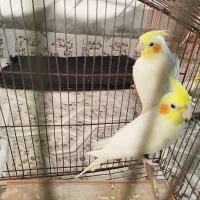 یک جفت عروس هلندی|پرنده|حاجی آباد, |دیوار