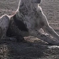 آلابای خالص روس