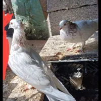 کبوتر فروشی