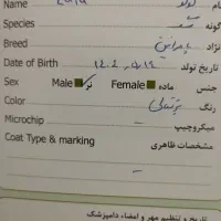 توله پامرانین|سگ|اسفراین, |دیوار