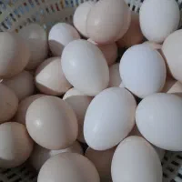 تخم مرغ