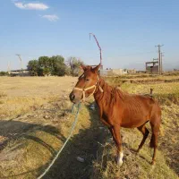 فروش مادیون|اسب و تجهیزات اسب‌سواری|سیلاخور, |دیوار