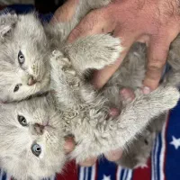 بریتیش و اسکاتیش لیلاک