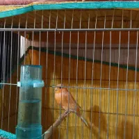 قناری نرمست|پرنده|تهران, نیروی دریایی|دیوار