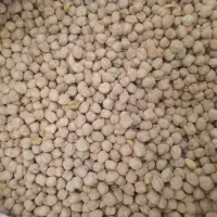 گندم|خوردنی و آشامیدنی|قم, شهرک فاطمیه|دیوار