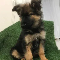 توله ژرمن شپرد شولاین به صورت چکی|سگ|گلپایگان, |دیوار