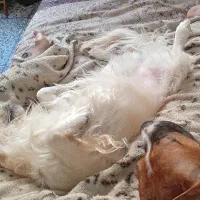 گم شده پکینیز