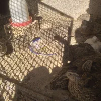 بلدرچین|حیوانات مزرعه|قم, نخودی|دیوار