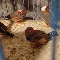 دو جفت فنچ بالغ با قفس و ۸تخم