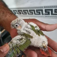 جوجه گرین