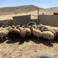 فروش  میش جوان