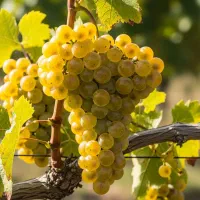 نهــال بــادام مناسب کـم‌آبـی  فرصـت محدود|خدمات باغبانی و درختکاری|رشت, منظریه|دیوار