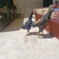 تخم نطفه دار لاری ترک افغان