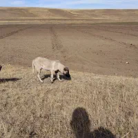 واگذاری گانگال|سگ|سیلوانه, |دیوار