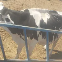 ماده گاو هلشتاین
