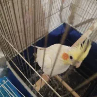 عروس هلندی ماده