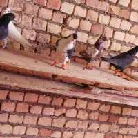 کفتر|پرنده|مشهد, كنويست|دیوار