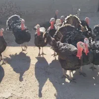 بوقلمون|حیوانات مزرعه|بناب, |دیوار