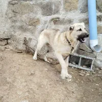 واگذاری سرابی نر پنج ماهه