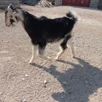 بزغاله خلج - گراش