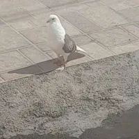 کبوتر دوکتی