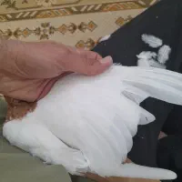 کبوترسینه زرد پرتقالی پاک باعروس هلندی معاوضه دارم|پرنده|مشهد, کوشش|دیوار