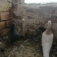 سار|پرنده|بجنورد, |دیوار