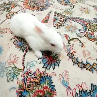 سلام تعدادی بچه خرگوش