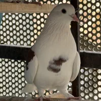 کفتر پرشی جوون کفتر