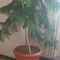 گیاه کاج مطبق